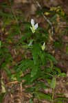 Showy gentian